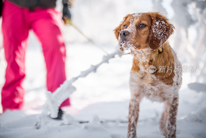 狗狗站在雪地里的特写