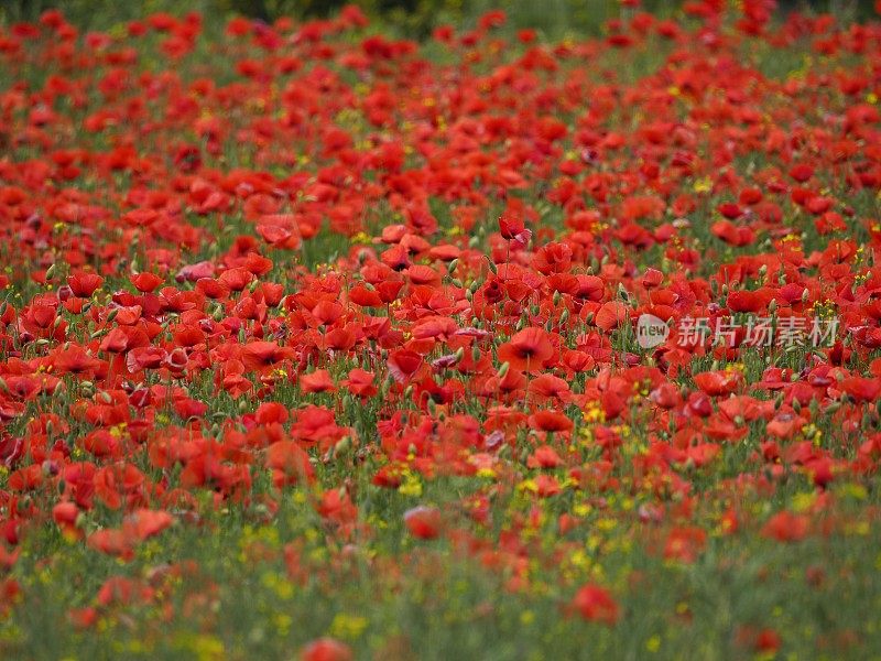 春天的花田