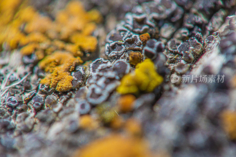 微生物岩石苔藓或真菌表面极端近距离抽象背景