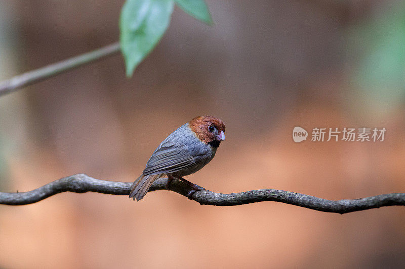 鹦鹉嘴鸟:成年短尾鹦鹉嘴