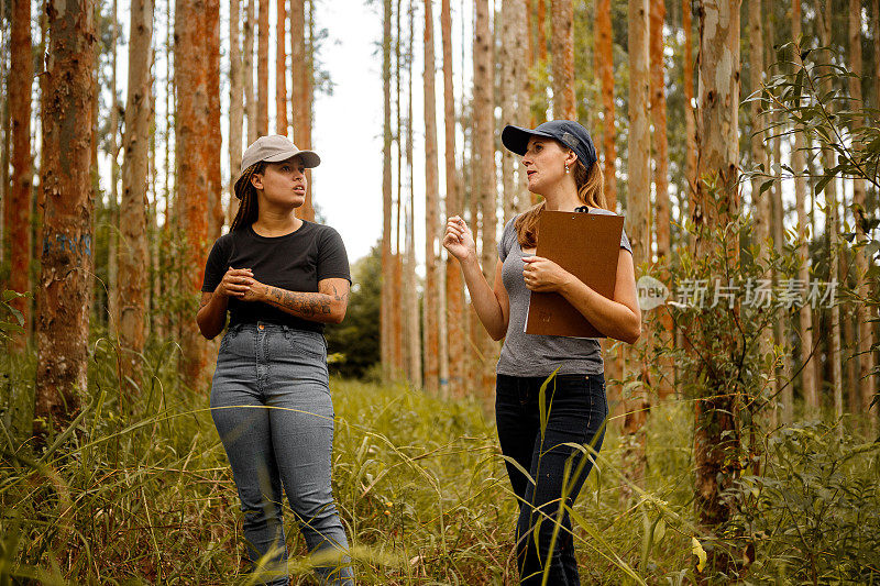 两个农艺区的女人在桉树种植园里散步