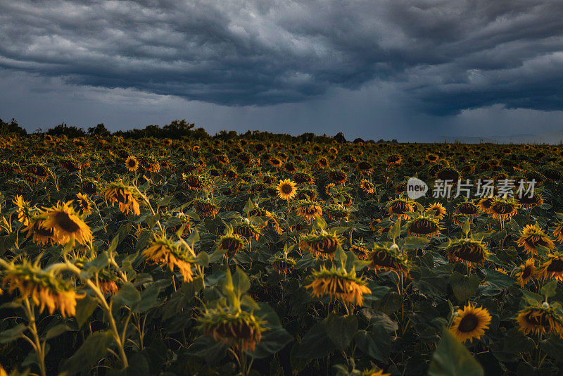 完美的向日葵在不完美的枯萎向日葵的田地里，伴随着喜怒无常的暴风雨的天空