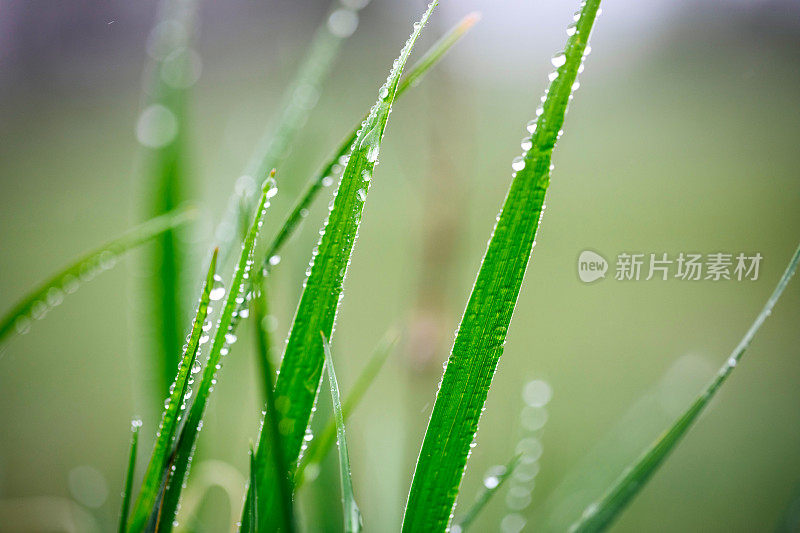 珍珠雨后