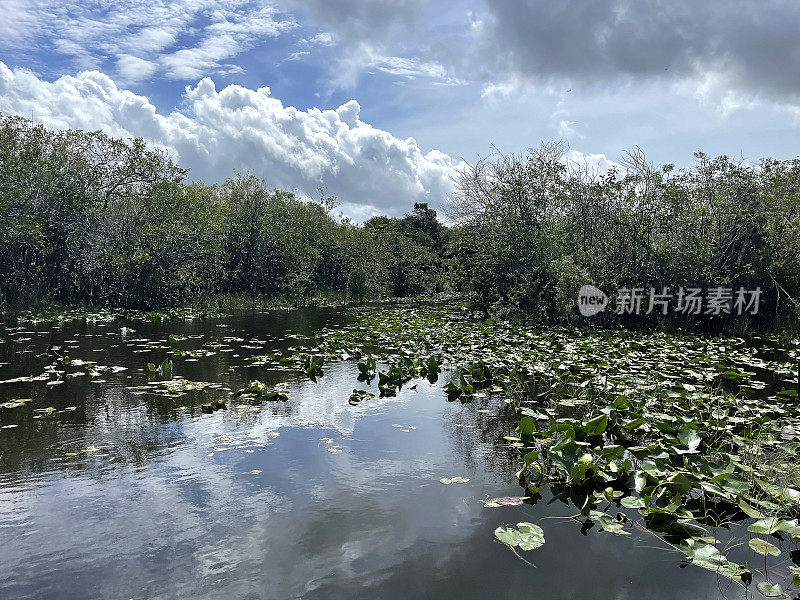 盐水沼泽