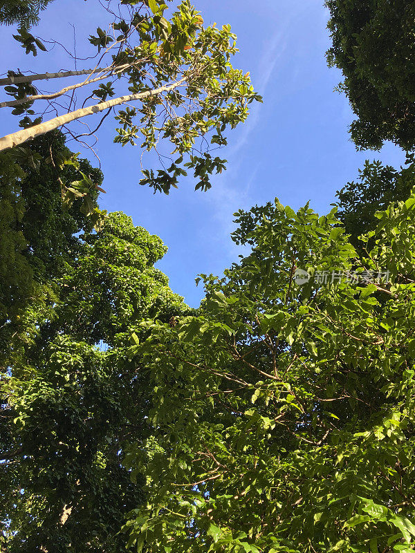 仰望着天空的热带森林