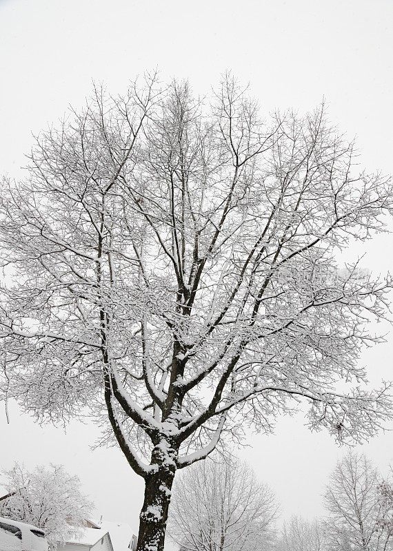 加拿大温哥华市一棵落叶树上的雪