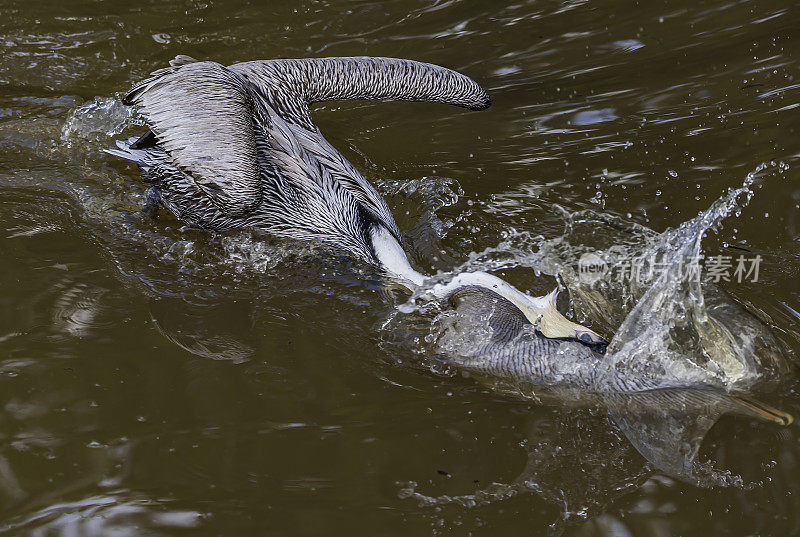 褐鹈鹕，西翼鹈鹕;丁达林国家野生动物保护区，萨尼贝尔岛，佛罗里达州