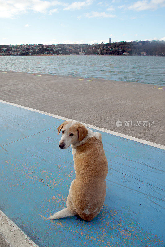 海边的流浪狗