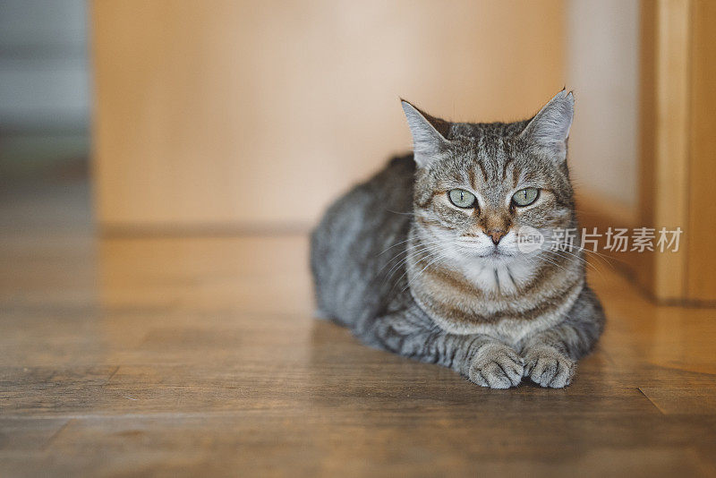 猫在屋内硬木地板上休息