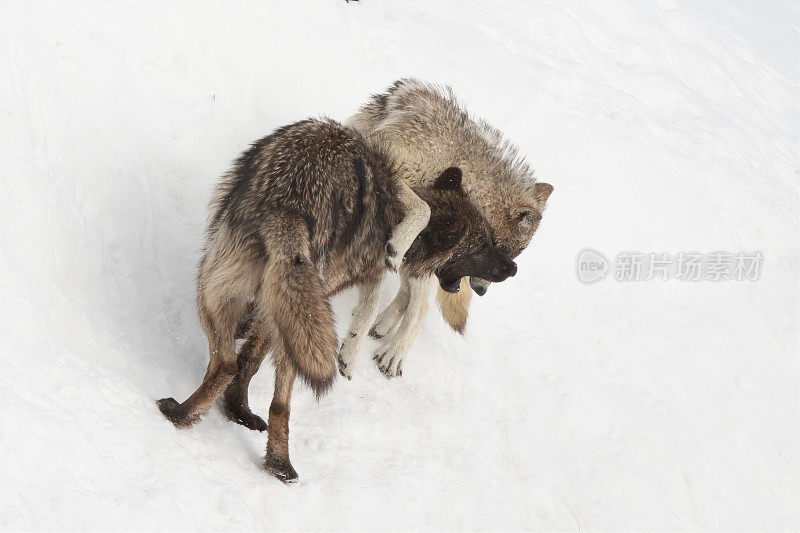 同一狼群的两只狼在玩耍或打架