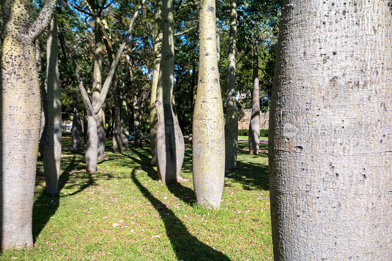西班牙巴伦西亚图里亚河床公园的丝绵树