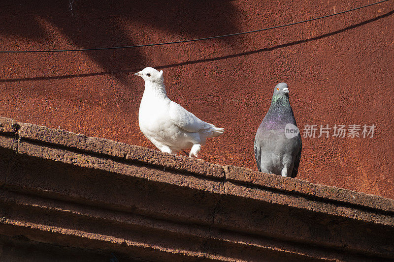 鸽子栖息在建筑的正面，圣米格尔德阿连德，墨西哥