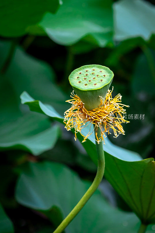 荷花的果实。