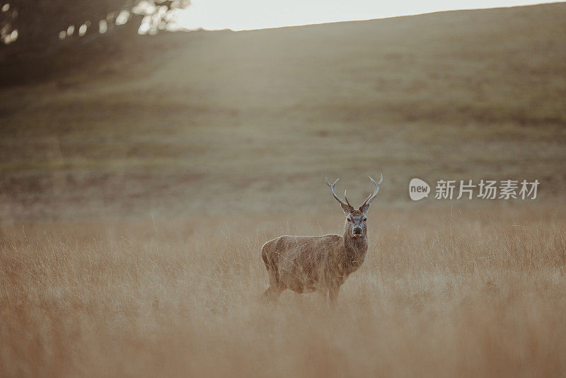 红鹿鹿