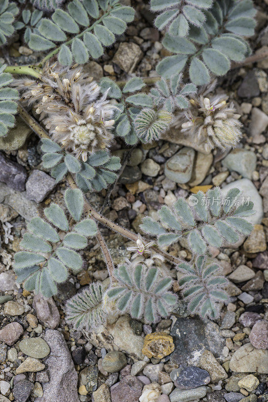 毛草原三叶草，是豆科开花植物的一种，发现于加州死亡谷国家公园。蝶形花科。