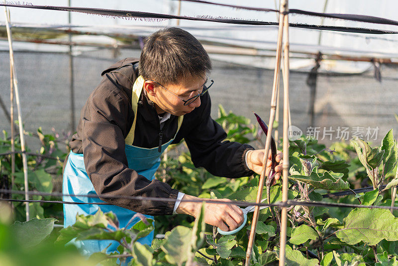 在蔬菜温室工作的农民