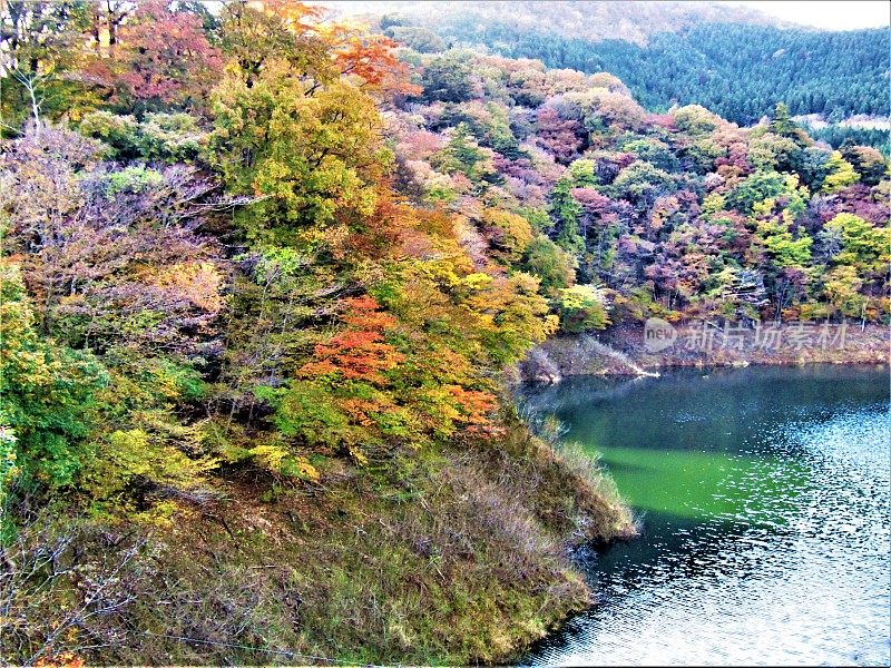 日本。11月的晴朗天气。湖岸的秋色。