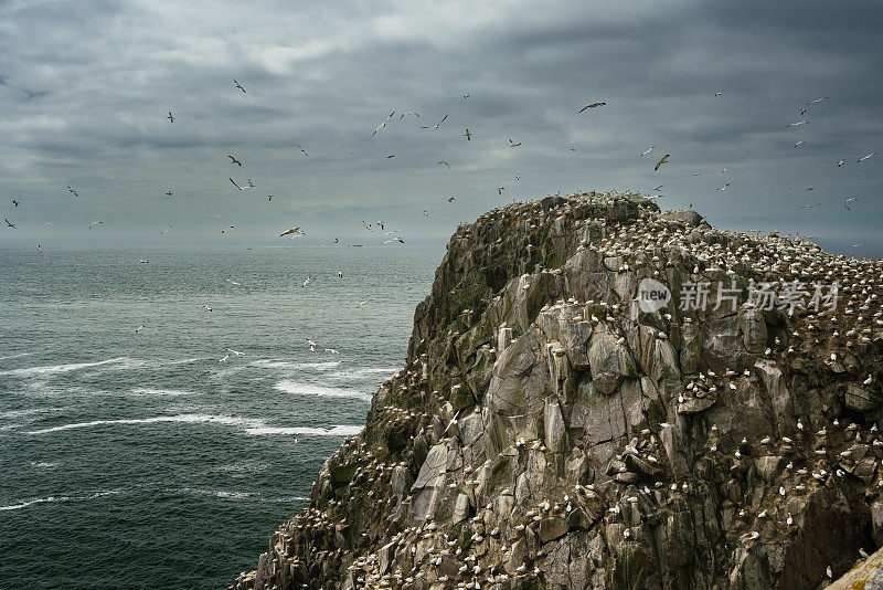 爱尔兰韦克斯福德郡盐提大岛悬崖上的塘鹅群