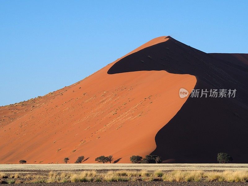 在纳米比亚有金合欢树的沙丘