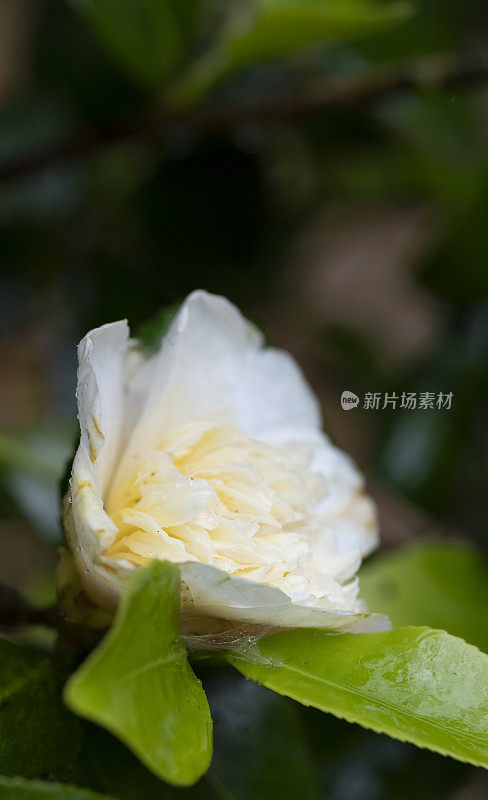 山茶花在雨中