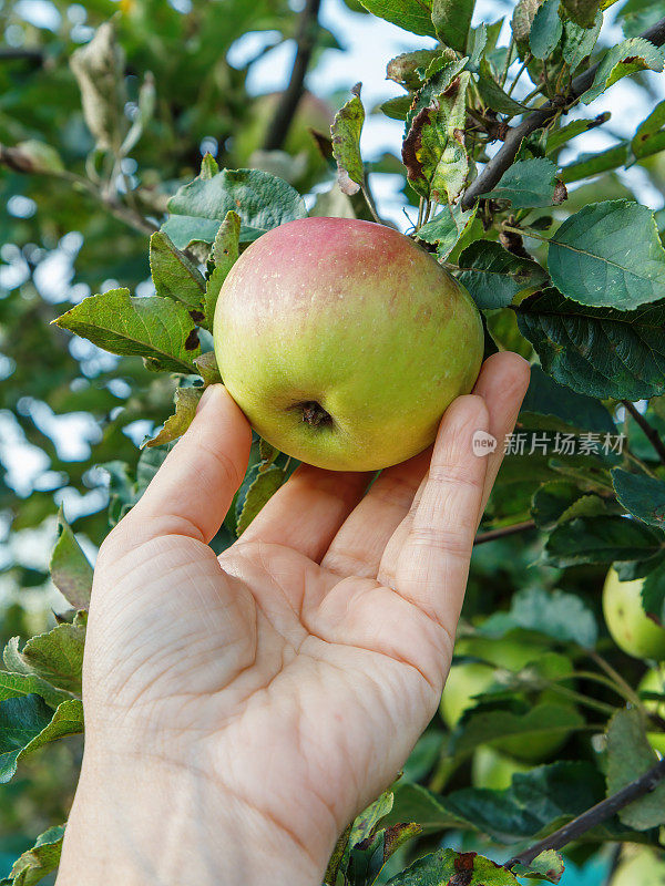 园丁手摘苹果。手伸向树上的苹果