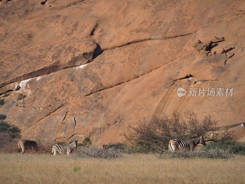 哈特曼在大草原上画的斑马