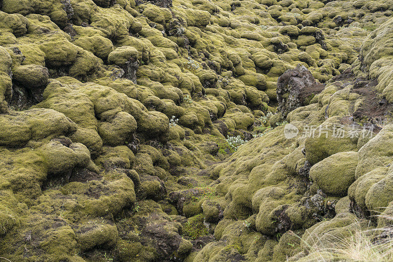 Myrdalsjokull景观，熔岩覆盖着苔藓