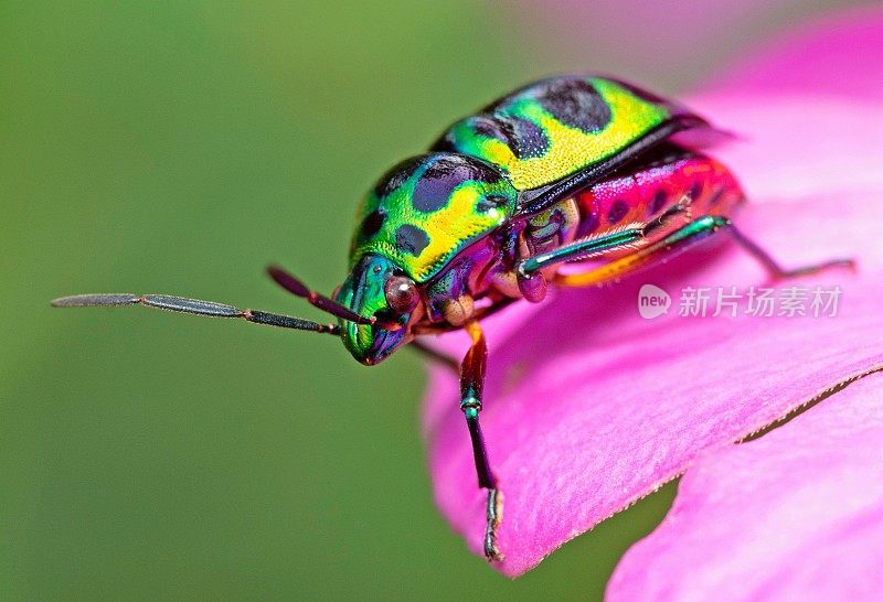 粉红花瓣上的闪光甲虫-动物行为。