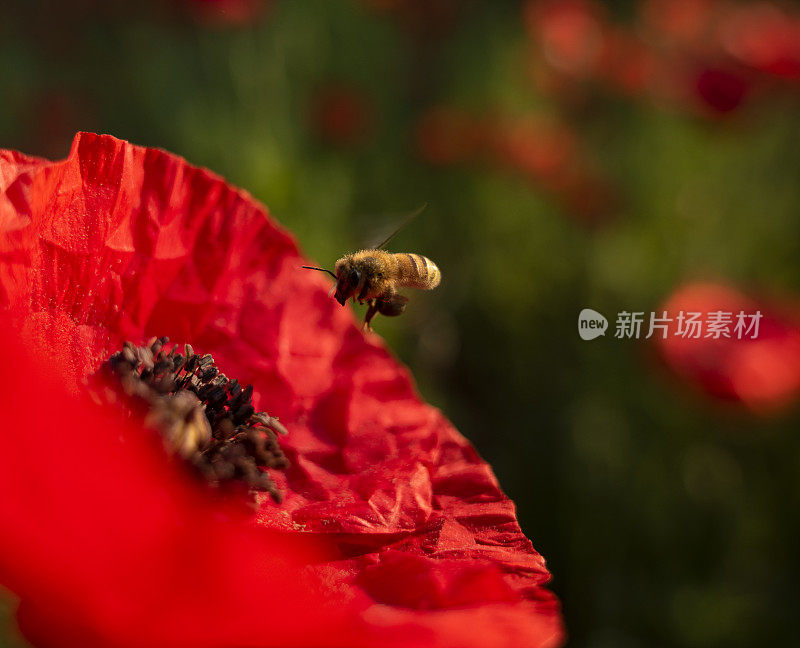 阳光下的大片鲜花