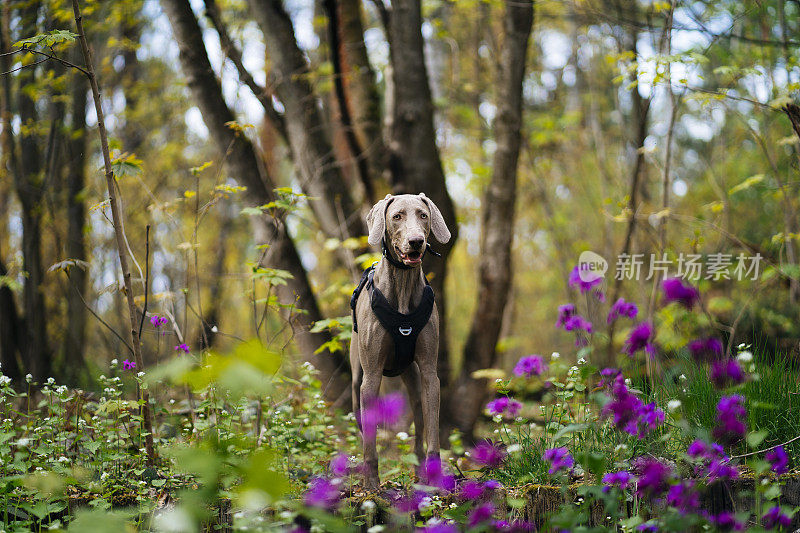 一只年轻的魏玛拉犬在森林里享受春天