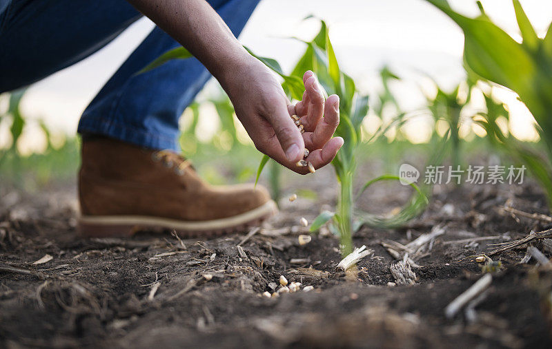 一位面目全非的农民在农田上播种玉米。