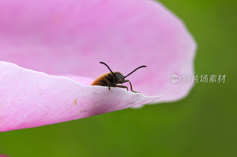 一只甲虫在花瓣上