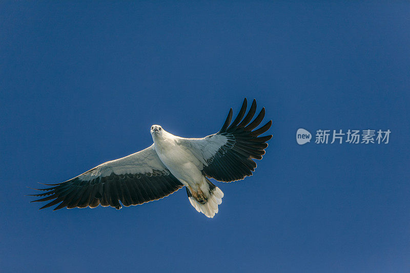 近距离的澳大利亚海鹰翅膀开放飞行在蓝天