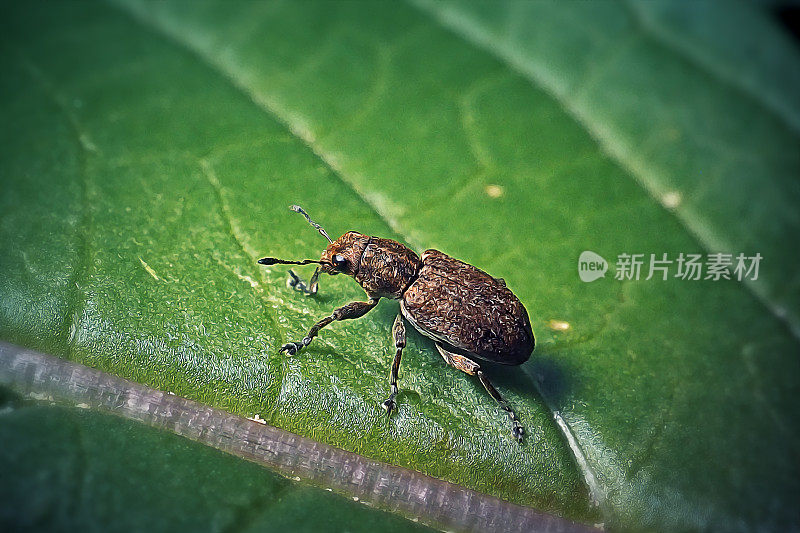 豌豆叶象鼻虫昆虫