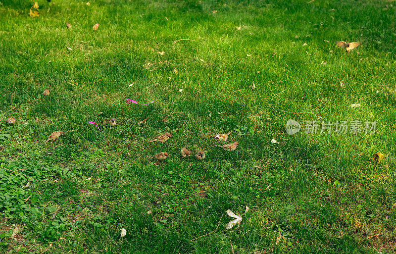 一群麻雀在花园里的绿色草坪上