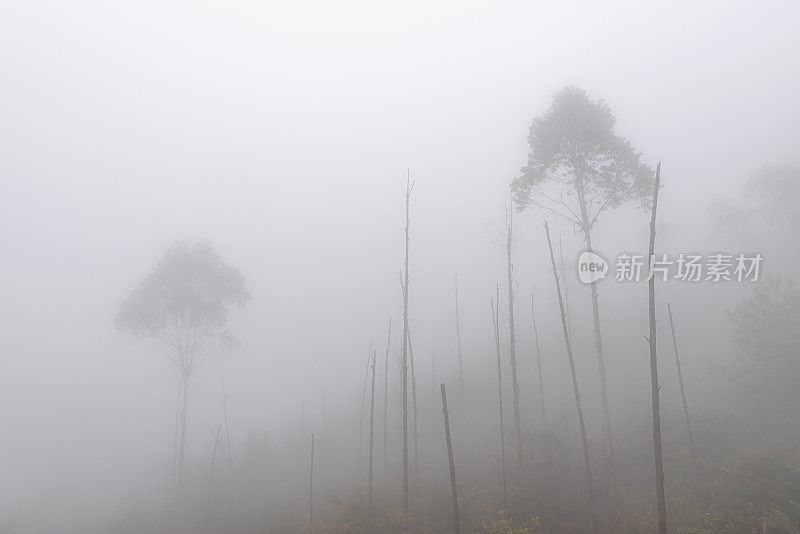 清晨的雾弥漫了整个山林