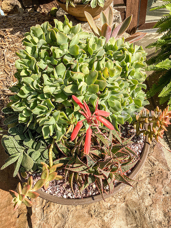 一群多肉植物生长在花园里的容器里