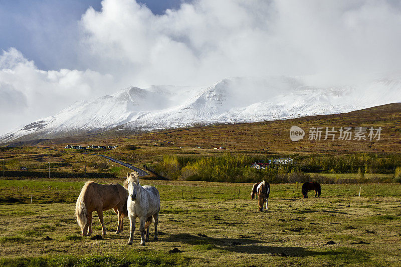 冰岛阿克雷里的一群冰岛马