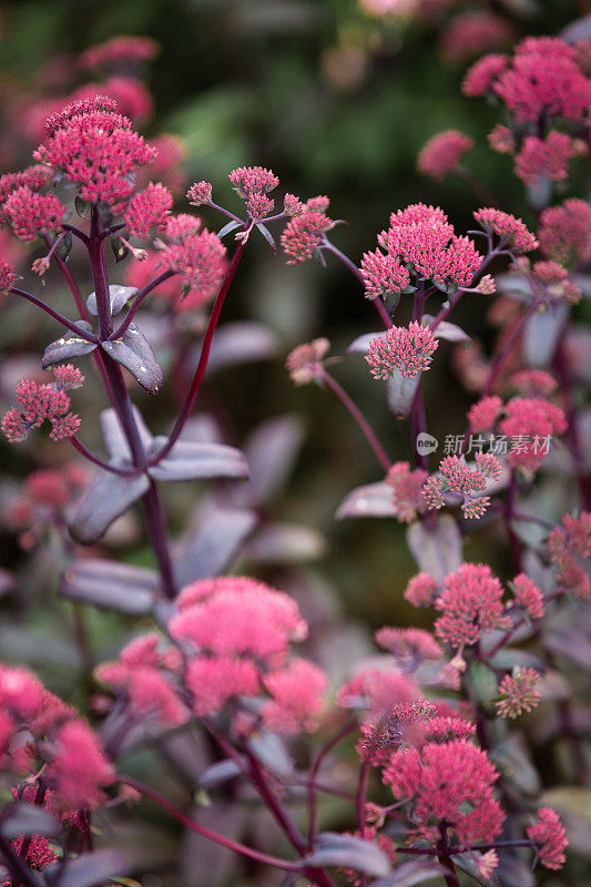 粉红色景天(天竺葵)花盛开