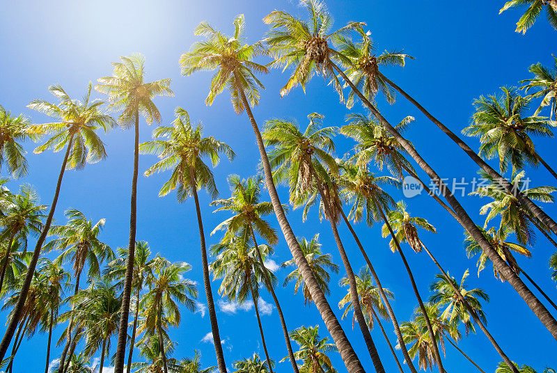 Kapuaiwa椰林位于美丽的夏威夷莫洛凯岛上