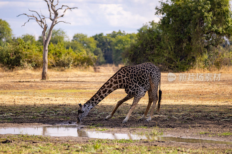 长颈鹿在开阔的地方喝水