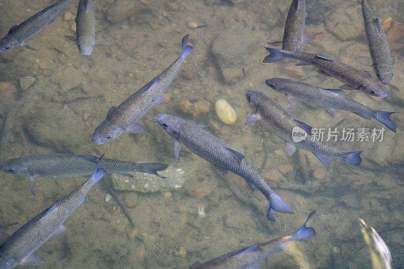 淡水鱼在镜头前摆姿势。