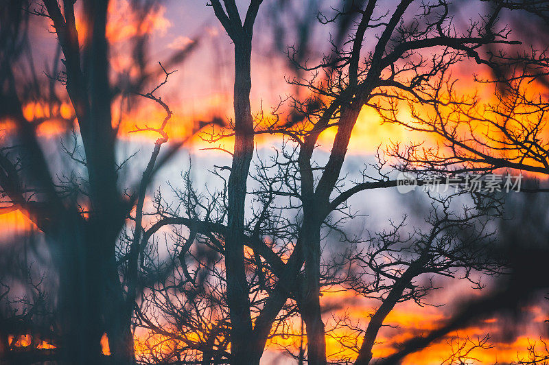 冬日里光秃秃的树，映衬着色彩斑斓的夕阳