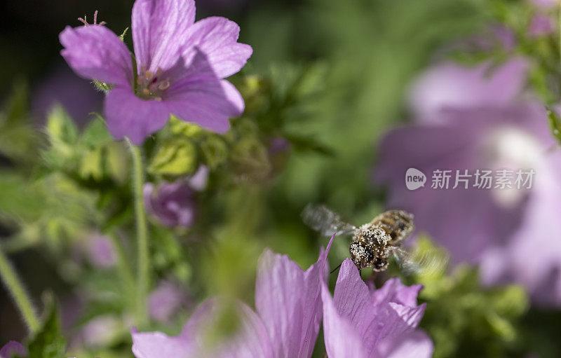 粉红多年生天竺葵上的蜜蜂