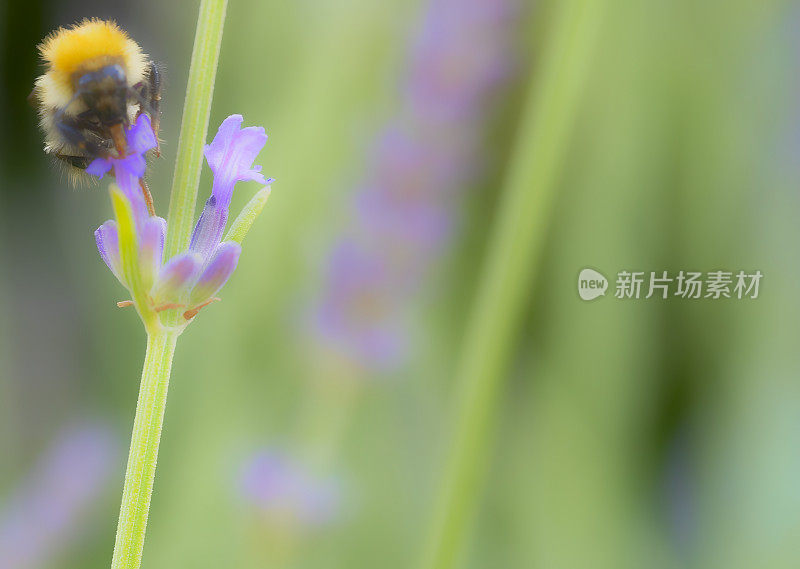 薰衣草上的大黄蜂