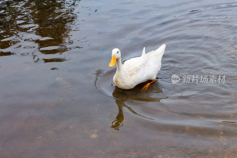 鸭子在河里游泳