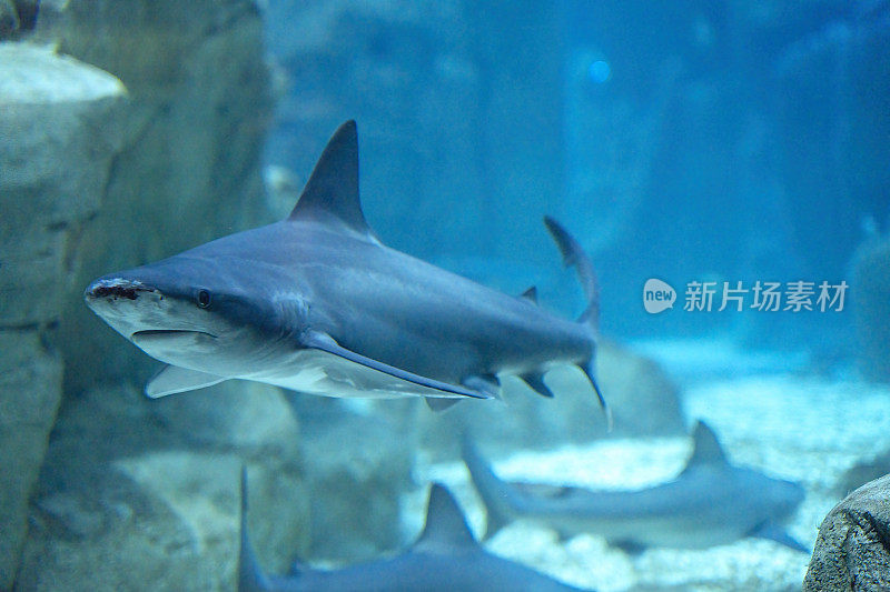 酒店水族馆的鱼类-鲨鱼