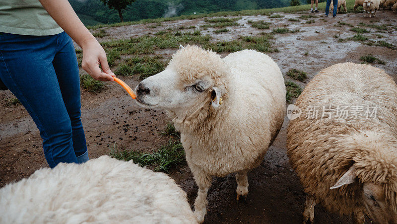 在山上给羊喂食物。
