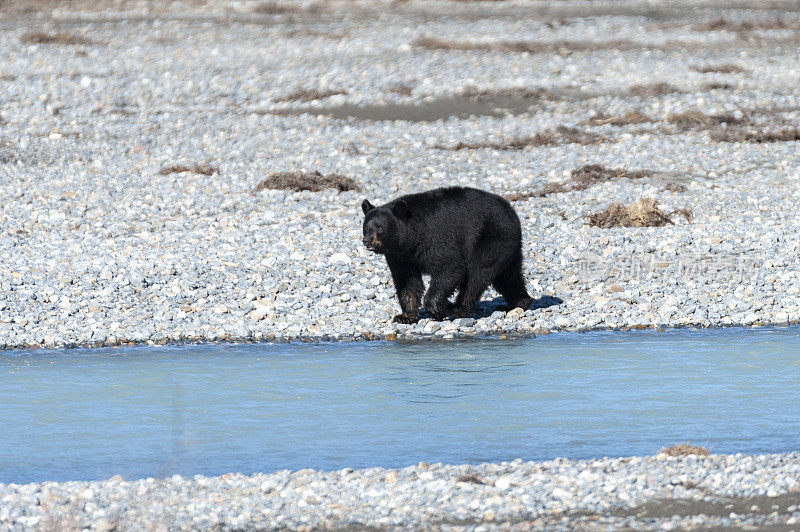 野生动物黑熊冰原公园路，落基山脉