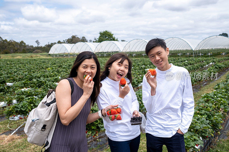 亚洲华人家庭在草莓农场品尝草莓和覆盆子。